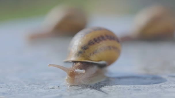 Caracol de perto. Close-up de caracóis rastejando em uma superfície plana. Helix Aspersa Maxima em uma superfície plana de perto — Vídeo de Stock