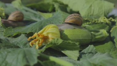 Sebze iliğine yakın plan salyangoz. Bahçedeki salyangoz. Doğal ortamında salyangoz. Salyangoz çiftliği.