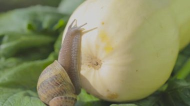 Salyangoz çiftliği. Sebze iliğine yakın plan salyangoz. Bahçedeki salyangoz. Doğal ortamında salyangoz