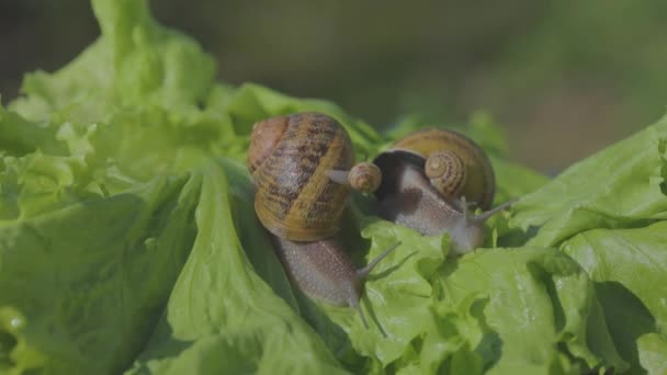 Helix Aspersa Máxima de cerca sobre la hierba. Helix Aspersa Muller en un fondo verde en la hierba. Caracoles en crecimiento. Granja de caracoles — Vídeos de Stock