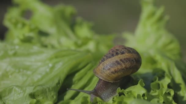 잔디를 클로즈업하면서 손톱으로. 잔디에 있는 아름다운 달팽이입니다. 녹색 배경에 걸려 있는 달팽이 — 비디오