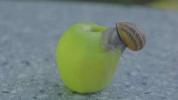 Un caracol se arrastra sobre una manzana. Caracol en una manzana verde. Caracol en un primer plano de manzana. — Vídeos de Stock