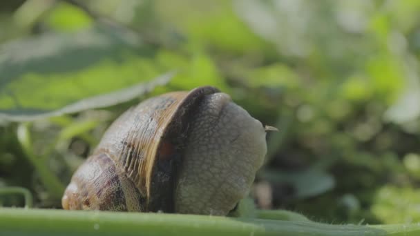 Die Schnecken fressen den Stängel. Schnecken in ihrer natürlichen Umgebung. Schneckenzucht in einer ökologisch sauberen Umwelt — Stockvideo