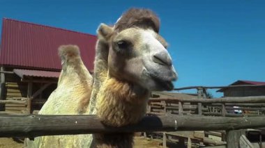 Bir deve ağzı kadar yakın, bir deve çiğniyor, güzel ve temiz bir deve.