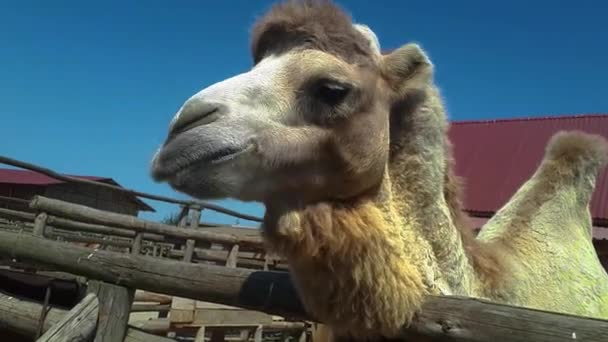 Верблюдів, які їдять їжу, вистрілили на фестивалі Camel у Пушкарі, Індія. низький кут Shot. — стокове відео
