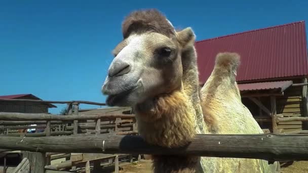 Bozal de un camello de cerca, un camello está masticando, un hermoso camello limpio — Vídeos de Stock
