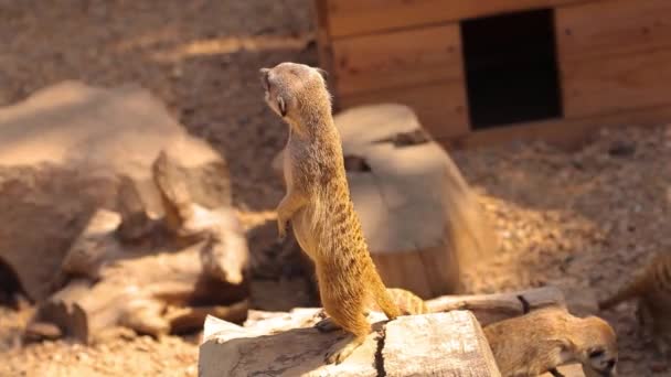 Meerkat examina o território de pé em um toco, africano meerkat no zoológico, limpo bela meerkat — Vídeo de Stock