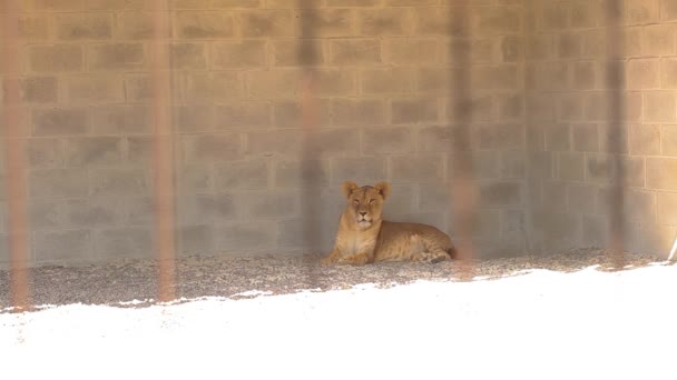 Λιοντάρια σε κλουβί. Η λέαινα αναπαύεται στο πτηνοτροφείο του ζωολογικού κήπου, μια ομάδα λιονταριών που αναπαύονται στο πτηνοτροφείο. — Αρχείο Βίντεο