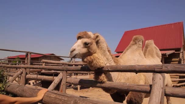 Close up de um camelo comendo, camelo em um zoológico, um camelo comendo atrás de um aviário de madeira, um grande camelo limpo — Vídeo de Stock