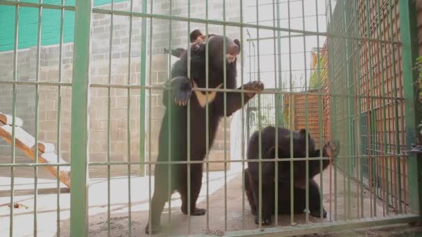 Mignon himalayen ours noirs couché sur le dos et regardant quelqu'un demander de la nourriture — Video