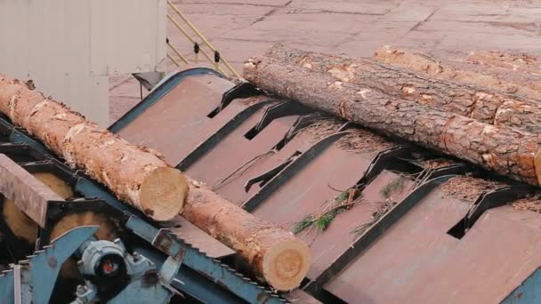 Produktion av virke av trä. Träbearbetning. Bearbetar loggar. Stockarna i sågverket rör sig längs ett transportband — Stockvideo
