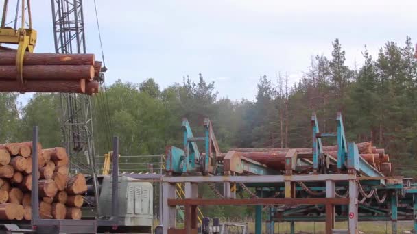 Aufladen von Rundholz auf dem Förderband, Aufladen von Rundholz auf dem Förderband — Stockvideo