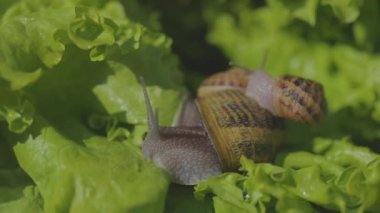 Helix Aspersa Maxima çimlere yaklaş. Helix Aspersa Muller çimenlerdeki yeşil arka planda. Salyangoz yetiştiriyorum. Salyangoz çiftliği