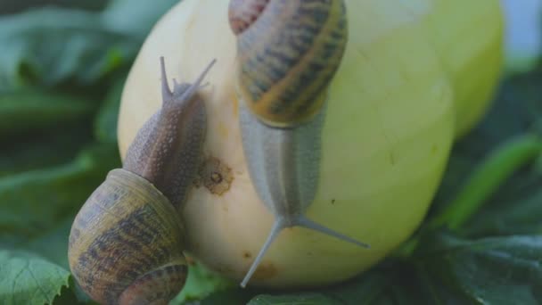 Snail in the garden. Snail in natural habitat. Snail farm. Snail on a vegetable marrow close-up. — Stock Video