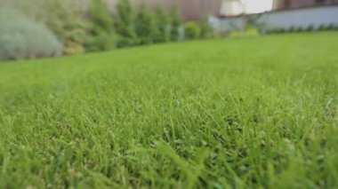 Yoğun yeşil çimenlik yakın plan. Yeşil çimenler kapansın. İyi bakımlı yeşil çimenler. Yakın plan..