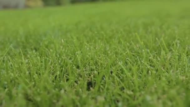녹색 잔디를 클로즈업하 세요. 녹색 잔디가 가까워요. 잘 가꾸어 진 푸른 잔디를 클로즈업. — 비디오