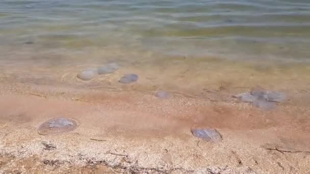 Alforreca lavada em terra. Uma grande medusa morta à beira-mar. Alforreca no litoral. — Vídeo de Stock
