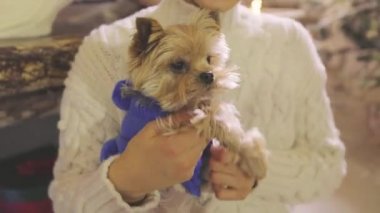 Kız kollarında bir Yorkshire teriyeriyle dans ediyor. Kızın kollarında bir Yorkshire Teriyeri var. Yorkshire Teriyeri, kapatın.