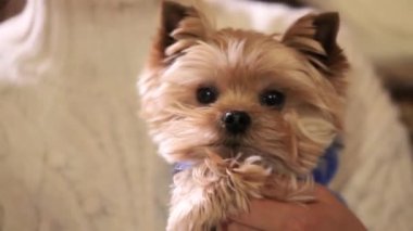 Kız kollarında bir Yorkshire teriyeriyle dans ediyor. Kızın kollarında bir Yorkshire Teriyeri var. Yorkshire Teriyeri, kapatın.