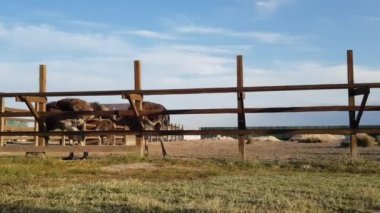 Tahta bir çitin arkasındaki devekuşları. Devekuşu çiftliği. Devekuşları özgürce dolaşır
