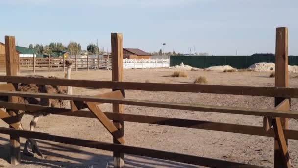 Autruche dans une ferme d'autruche. Ferme d'autruche. Autruches en croissance — Video