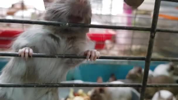 철창 안의 친칠라. 철창을 닫은 친칠 라스. 우리 안에 있는 치 칠라 귀엽네 — 비디오