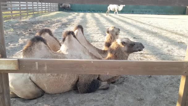 Kamelen in de dierentuin. Twee kamelen zitten zij aan zij. Kamelen in gevangenschap — Stockvideo