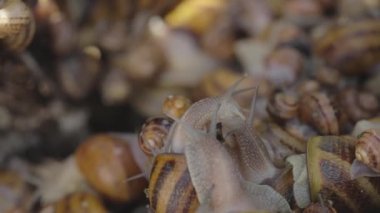 Salyangozlar yakın plan. Çiftlikteki salyangozlar. Yiyecek için endüstriyel salyangoz çiftliği