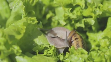 Çimlerde salyangoz var. Çimlerde güzel bir salyangoz. Yeşil arka planda salyangozlar