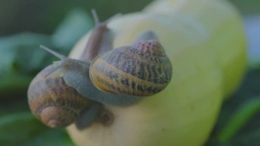 Bahçedeki salyangoz. Doğal ortamında salyangoz. Salyangoz çiftliği. Sebze iliğinde salyangoz. Yakın plan..
