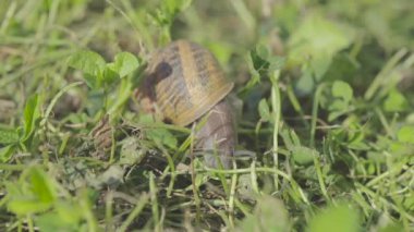 Bahçedeki salyangoz. Doğal ortamında salyangoz. Salyangoz çiftliği. Çimlerde salyangozlar. Büyüyen salyangozlar