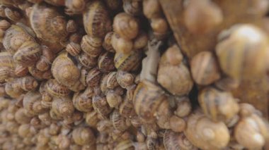 Çiftlikteki salyangozlar. Salyangoz çiftliği. Salyangoz yetiştirme süreci. Çiftlikte bir sürü salyangoz var..