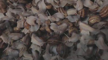 Salyangoz yetiştirme süreci. Çiftlikte bir sürü salyangoz var. Çiftlikteki salyangozlar. Salyangoz çiftliği.