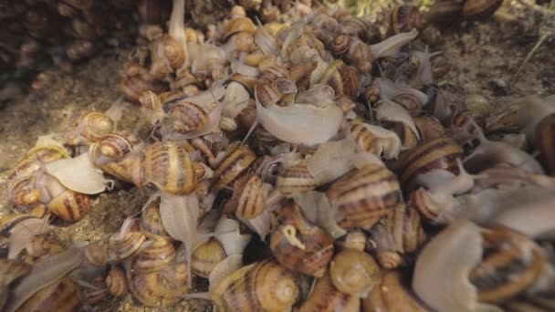 Schnecken auf dem Hof. Auf dem Hof gibt es viele Schnecken. Wachsende Schnecken — Stockvideo