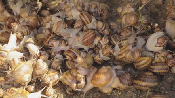 Schnecken auf dem Hof. Auf dem Hof gibt es viele Schnecken. Wachsende Schnecken — Stockvideo