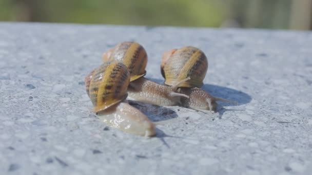 Detailní záběr tří šneků plazících se po plochém povrchu. Tři šneci se zavřou. Helix Aspersa Maxima na rovném povrchu zblízka — Stock video