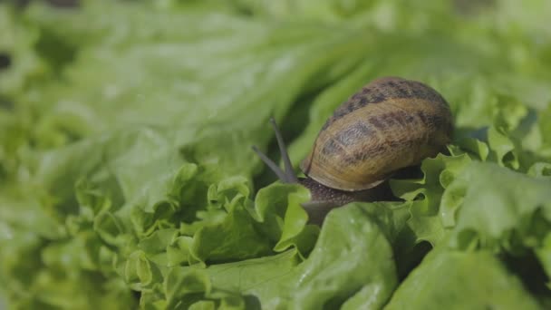 Caracol na grama close-up. Belo caracol na relva. Caracóis em um fundo verde — Vídeo de Stock