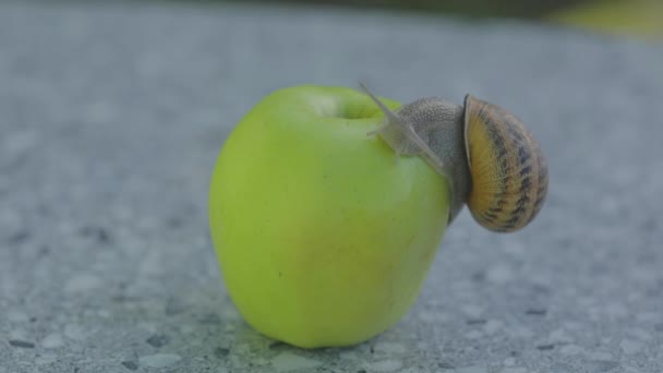 Snigel på ett äpple närbild. En snigel kryper över ett äpple. Snigel på ett grönt äpple — Stockvideo