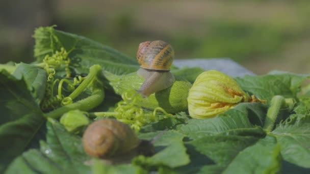 Φάρμα σαλιγκαριών. Σαλιγκάρι σε ένα φυτικό μυελό από κοντά. Σαλιγκάρι στον κήπο. Σαλιγκάρι στο φυσικό περιβάλλον — Αρχείο Βίντεο