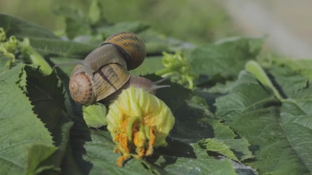 자연 서식지의 달팽이입니다. 달팽이 농장. 식물성 골수를 클로즈업했어. 정원의 못. — 비디오