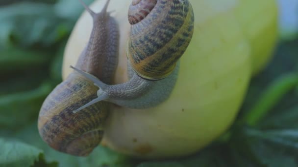 Snail farm. Snail on a vegetable marrow close-up. Snail in the garden. Snail in natural habitat — Stock Video