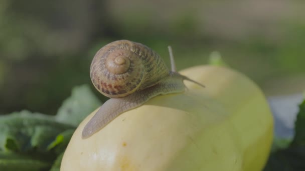 蜗牛农场。在蔬菜骨髓上钉一个特写。在花园里钉。自然栖息地的蜗牛 — 图库视频影像