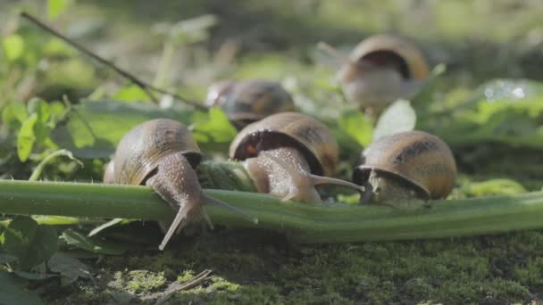Ślimaki zjadają łodygę. Ślimaki w ich naturalnym środowisku. ślimaki hodowlane w ekologicznie czystym środowisku — Wideo stockowe