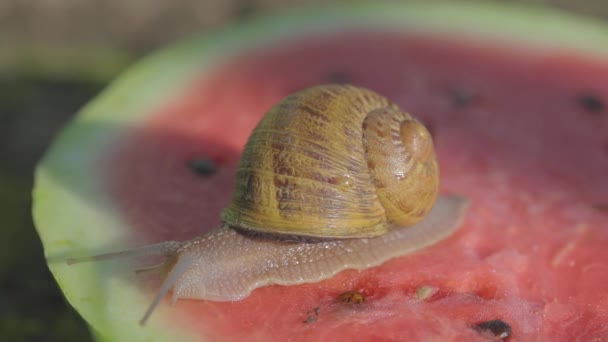 Caracol sobre una sandía. Los caracoles están comiendo sandía. Los caracoles se arrastran sobre una sandía. Caracol en un primer plano de sandía — Vídeo de stock