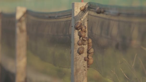 Csigafarm. A csigatermesztés folyamata. Csigát növesztek. Csigák termesztése a gazdaságban — Stock videók