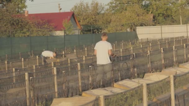 Slakkenboerderij. Het proces van slakken kweken. Slak boerderij algemeen plan, mensen werken op een slak boerderij — Stockvideo