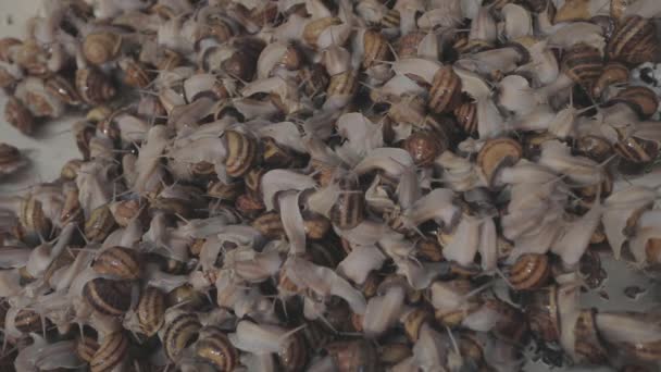 カタツムリを育てるプロセス。農場にはカタツムリがたくさんいます。農場のクローズアップでカタツムリ。カタツムリの農場. — ストック動画