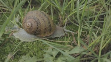 Çimlerde salyangoz. Helix Aspersa salyangozu çimlerin üzerinde. Çimenlerde güzel bir salyangoz
