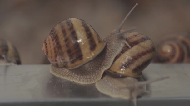 蜗牛特写。蜗牛农场。生长螺旋Aspersa Maxima — 图库视频影像