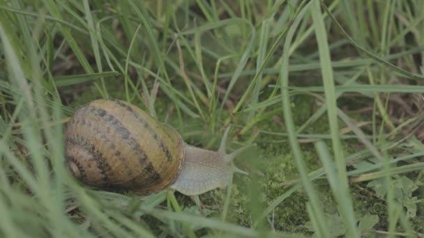 Helix Aspersa šnek v trávě zblízka. Krásný slimák v trávě zblízka. Šnek v trávě. — Stock video